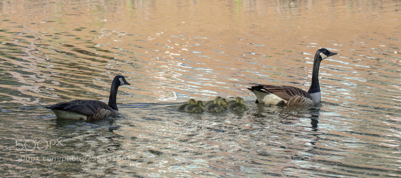 Canon EOS M50 (EOS Kiss M) sample photo. Wild geese photography
