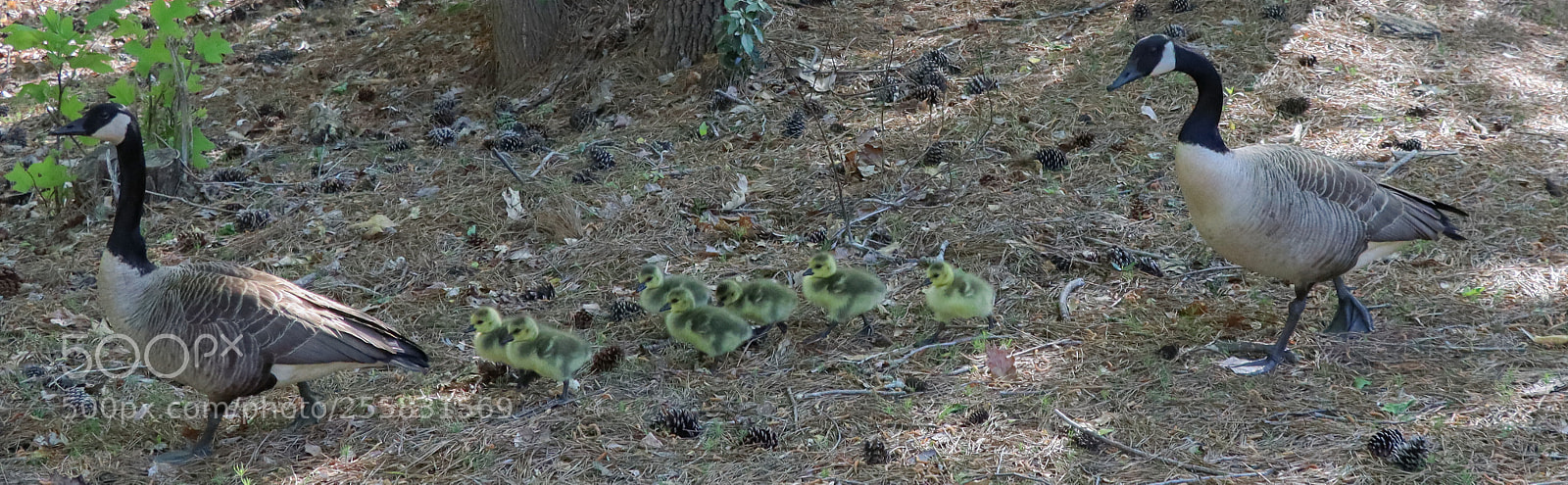 Canon EOS M50 (EOS Kiss M) sample photo. Wild geese photography