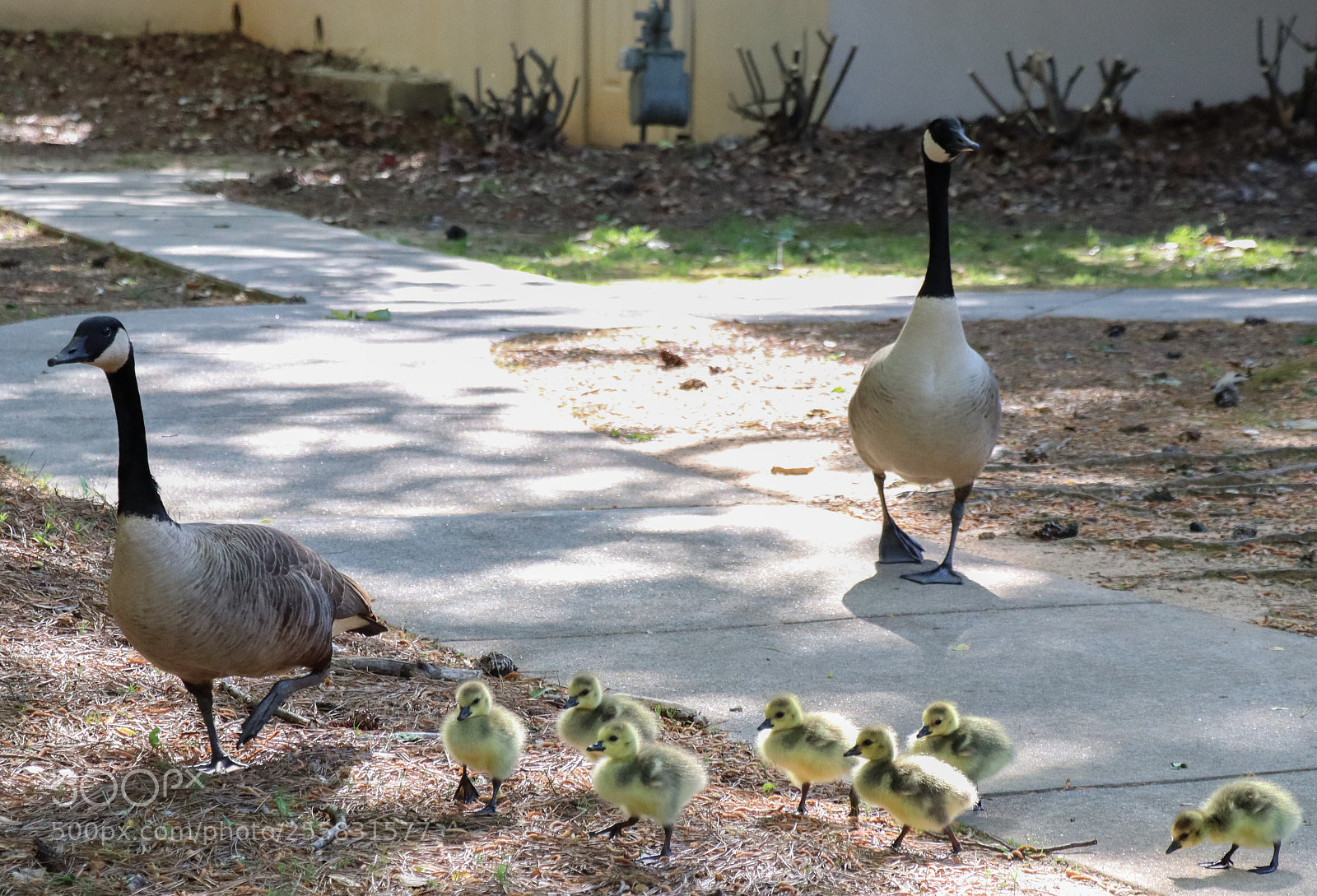 Canon EOS M50 (EOS Kiss M) sample photo. Wild geese photography
