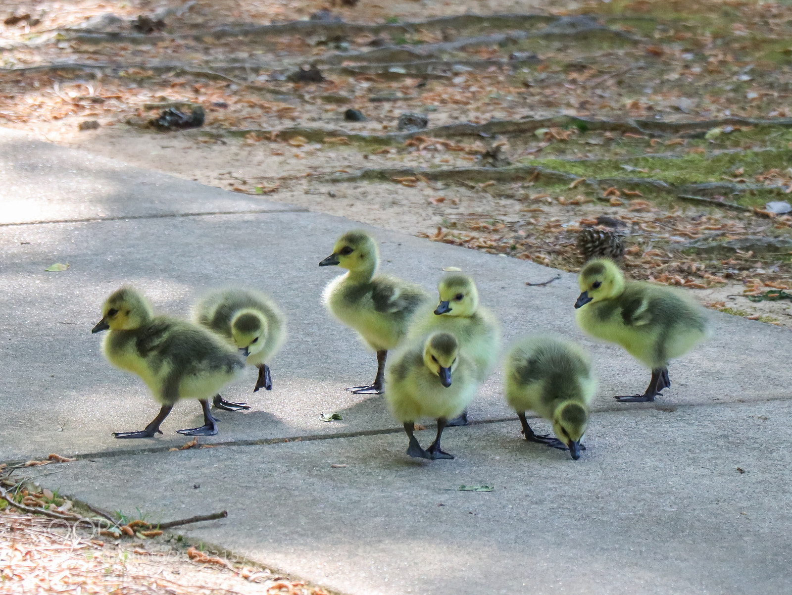 Canon EOS M50 (EOS Kiss M) sample photo. Wild geese photography