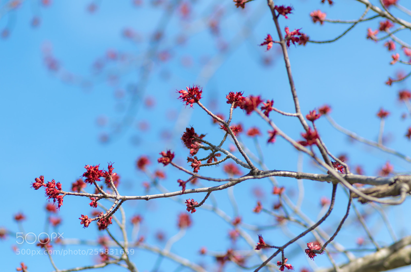 Pentax K-50 sample photo. Spring blossoms photography