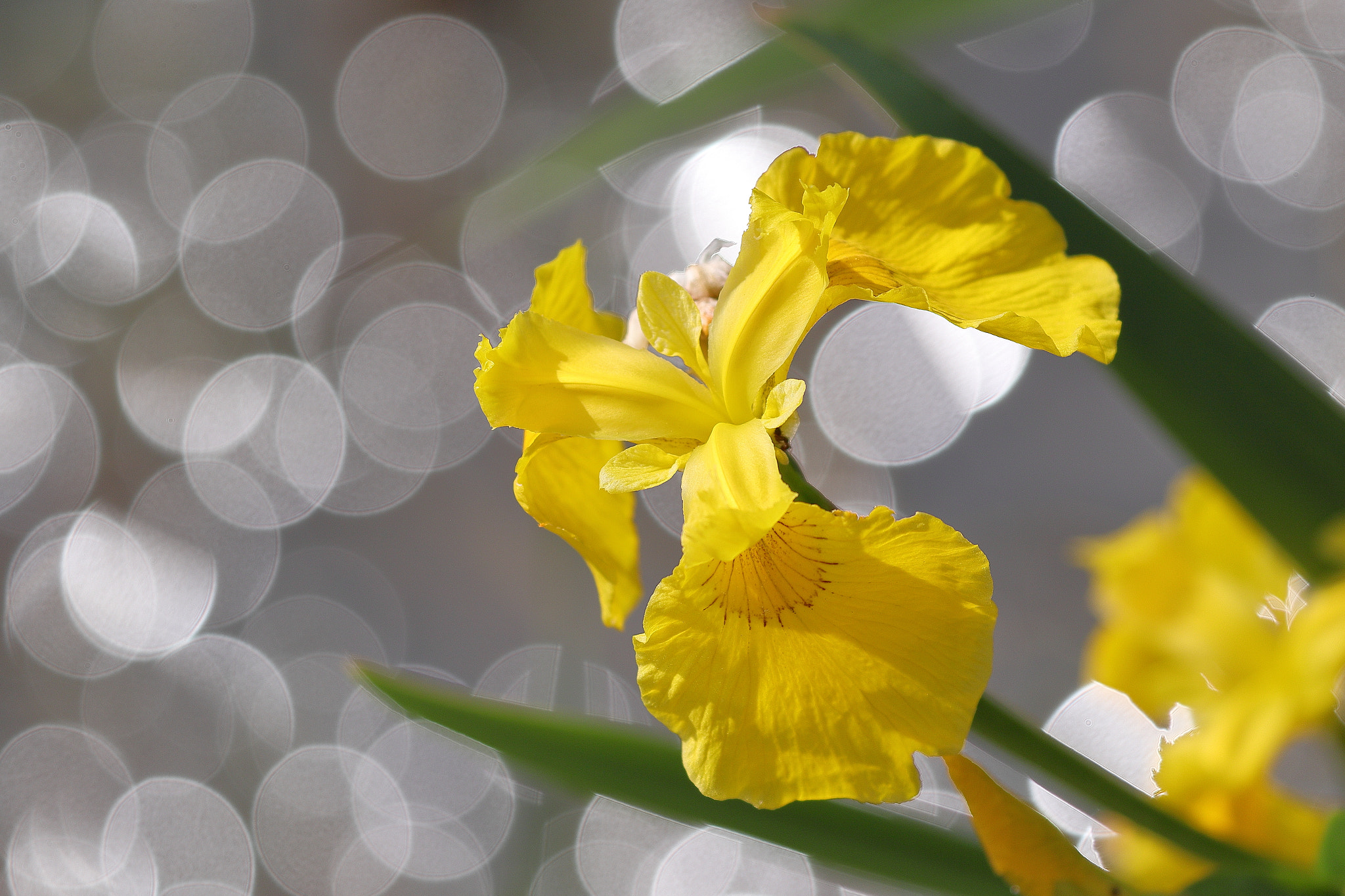 Canon EOS 7D Mark II sample photo. Yellow iris and tama-bokeh 7i2a9361 photography