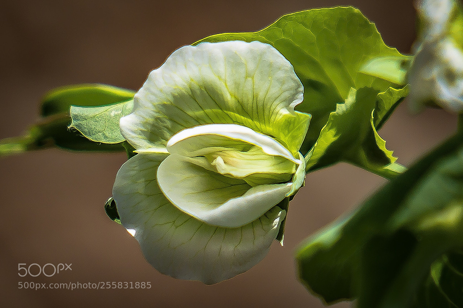 Sony a6500 sample photo. Sugar snap pea flower photography