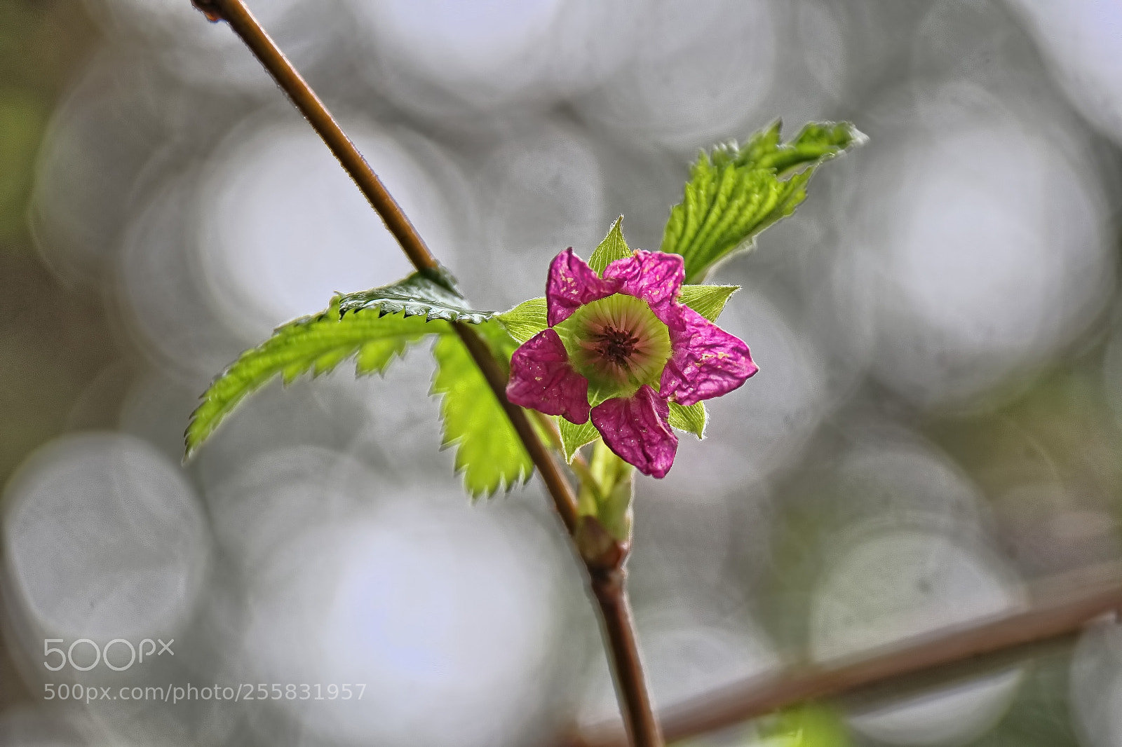 Canon EOS 100D (EOS Rebel SL1 / EOS Kiss X7) sample photo. Salmon berry x photography