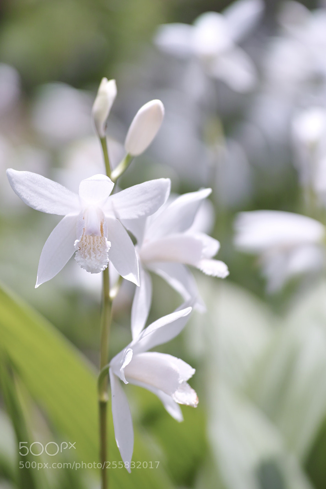 Sigma DP3 Merrill sample photo. Chinese ground orchids  photography