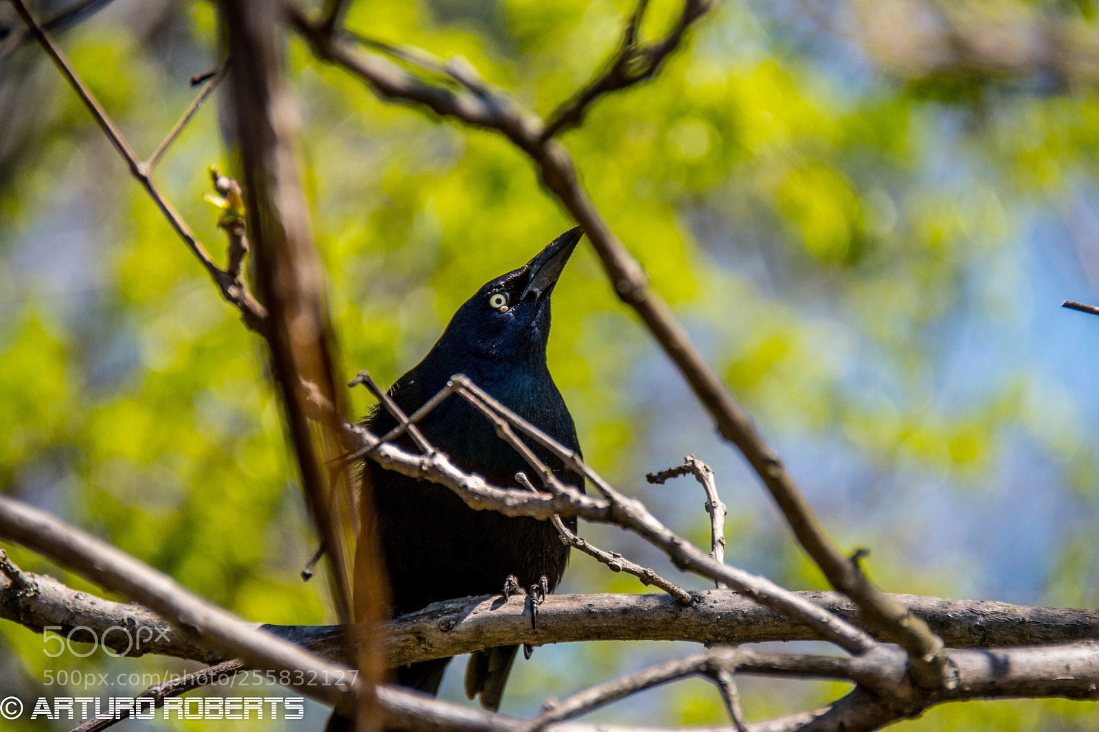 Nikon D5500 sample photo. Raven photography