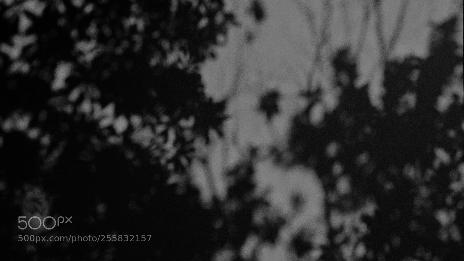 Canon EOS 700D (EOS Rebel T5i / EOS Kiss X7i) sample photo. Shadow. photography