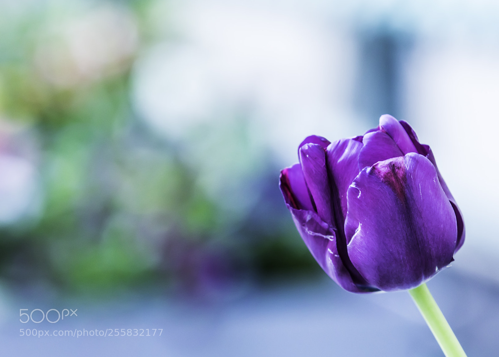 Canon EOS 5D Mark IV sample photo. Colors... flower photography