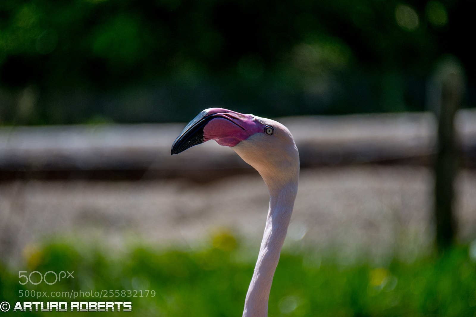 Nikon D5500 sample photo. Flamingo photography