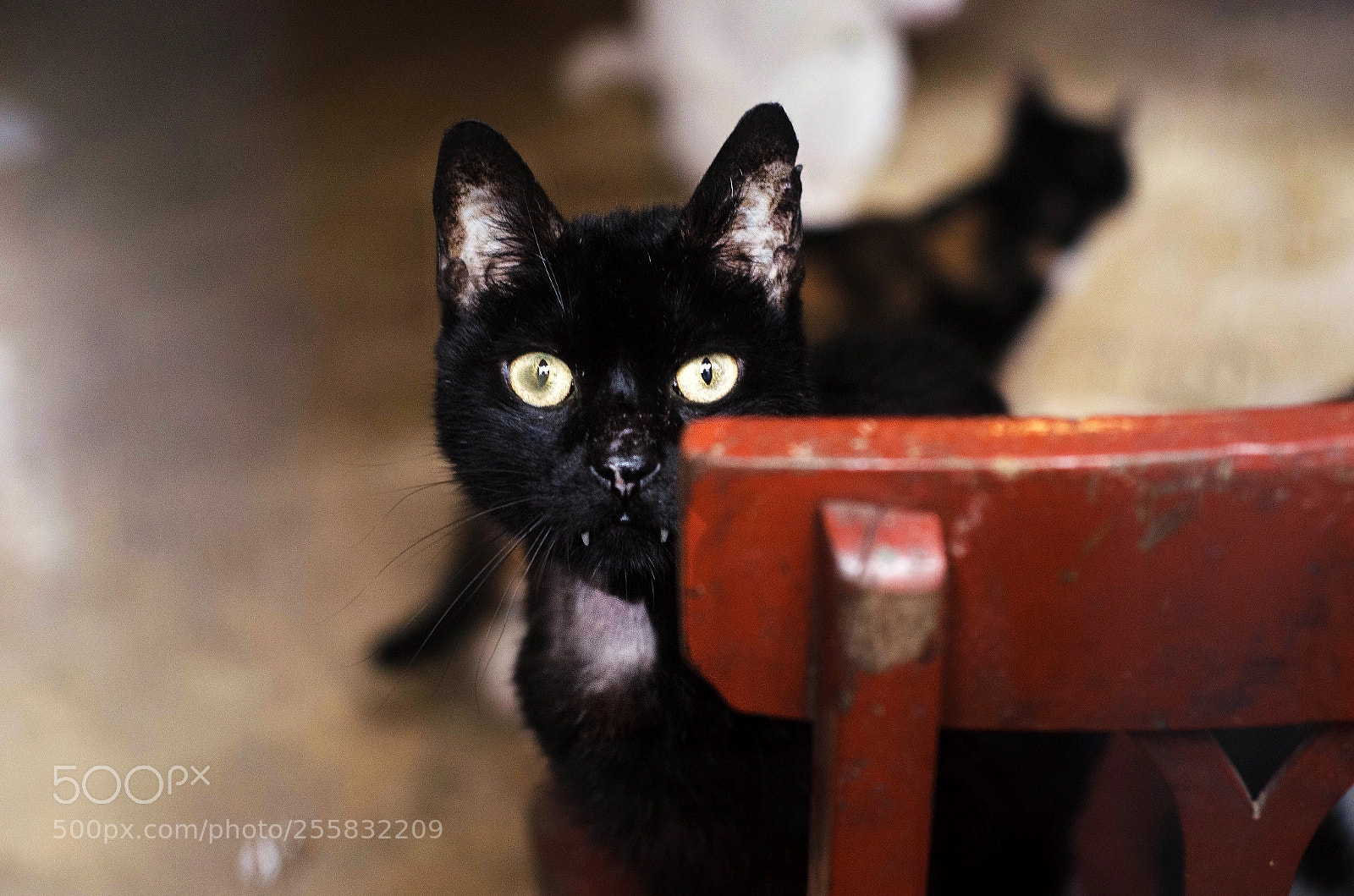 Nikon D7000 sample photo. - photography