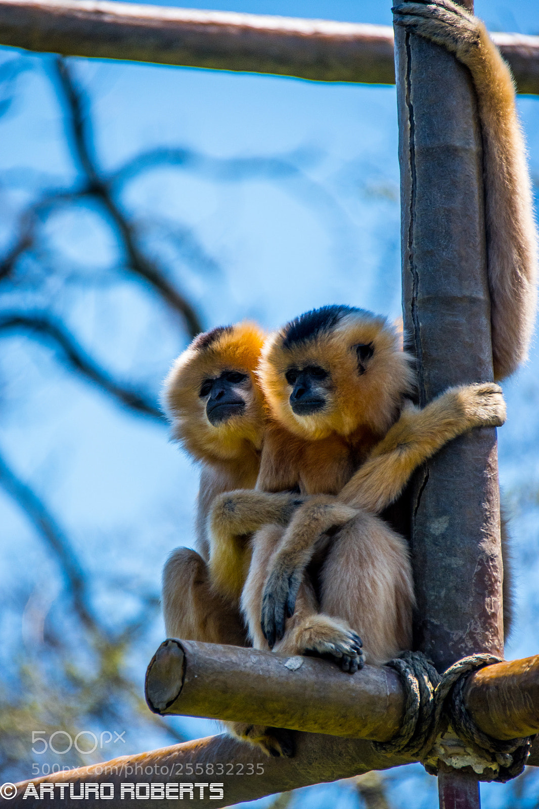 Nikon D5500 sample photo. Cuddles photography