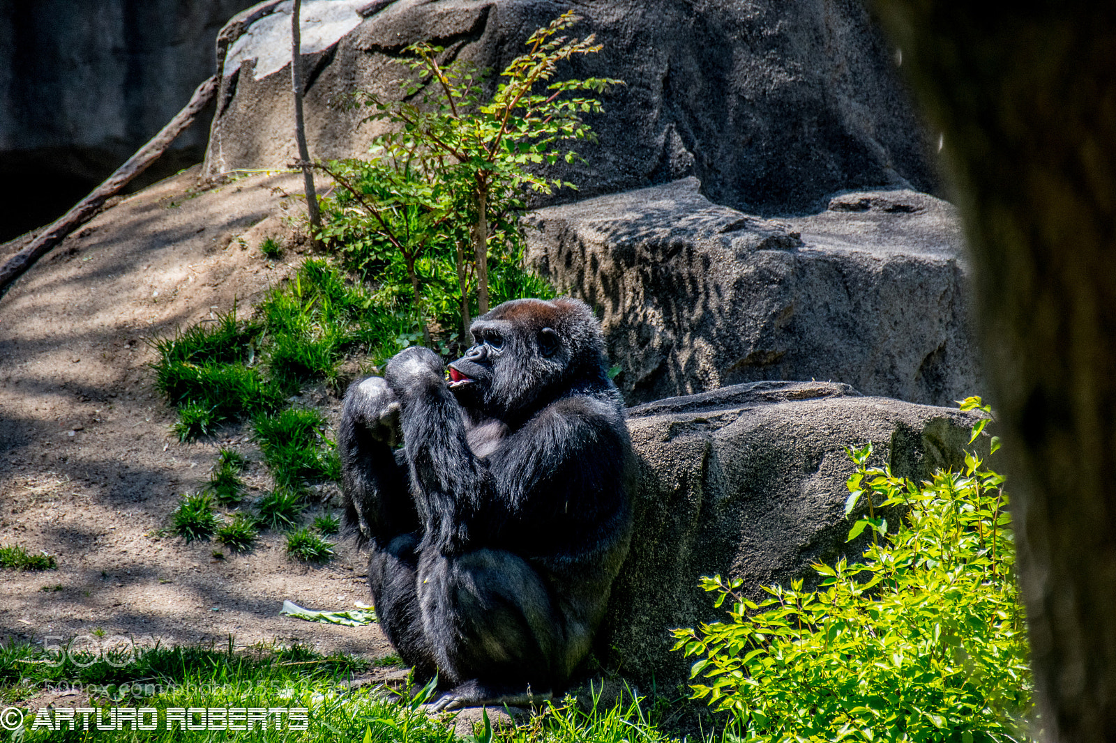 Nikon D5500 sample photo. A day in the photography