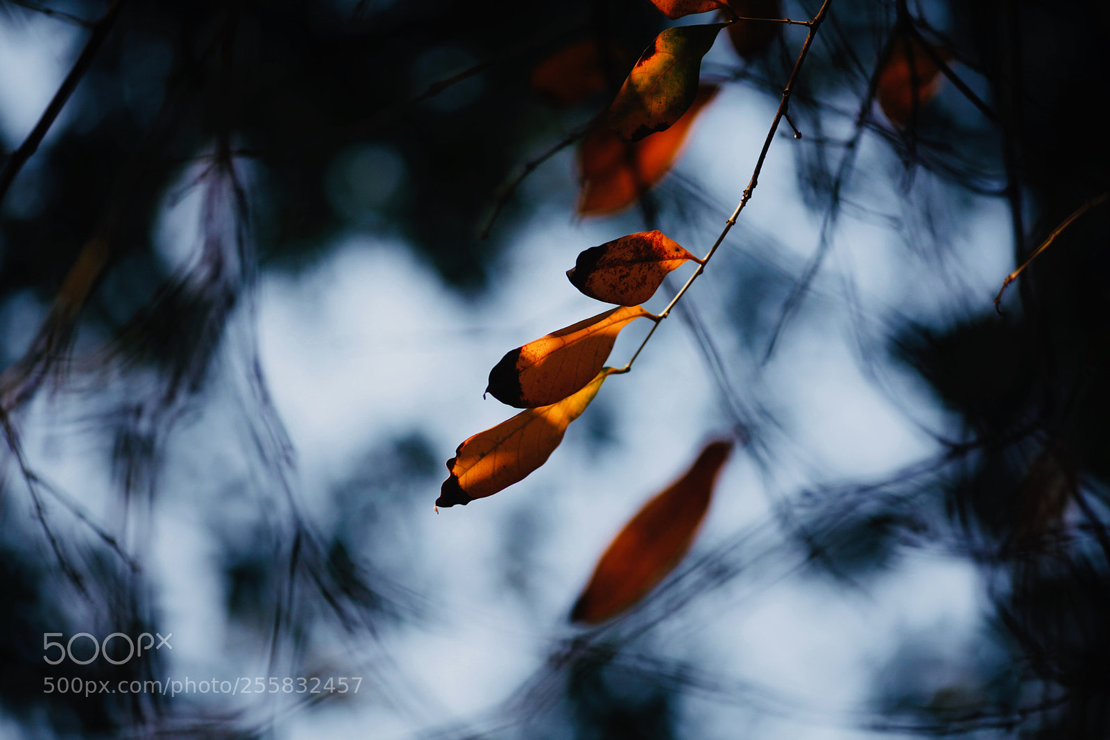 Canon EOS 5D Mark II sample photo. Falling leaves photography
