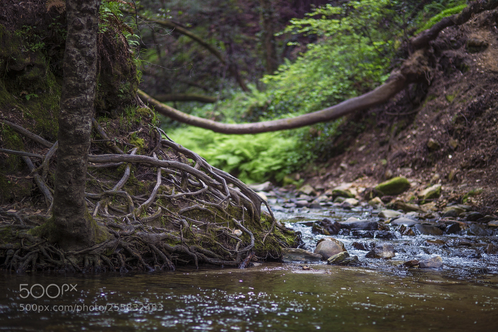 Canon EOS 6D sample photo. Roots photography