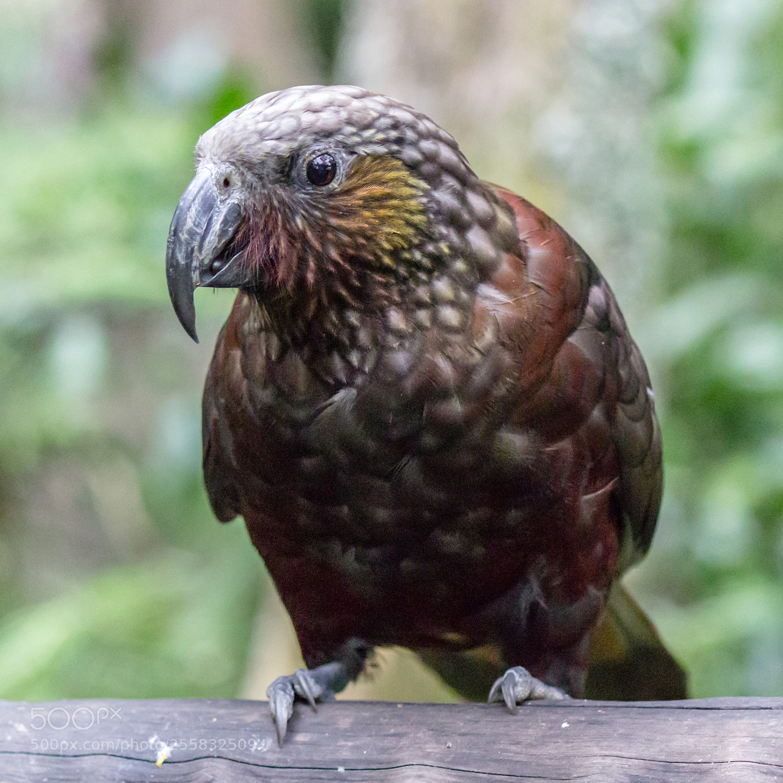 Canon EOS 600D (Rebel EOS T3i / EOS Kiss X5) sample photo. New zealand kaka photography
