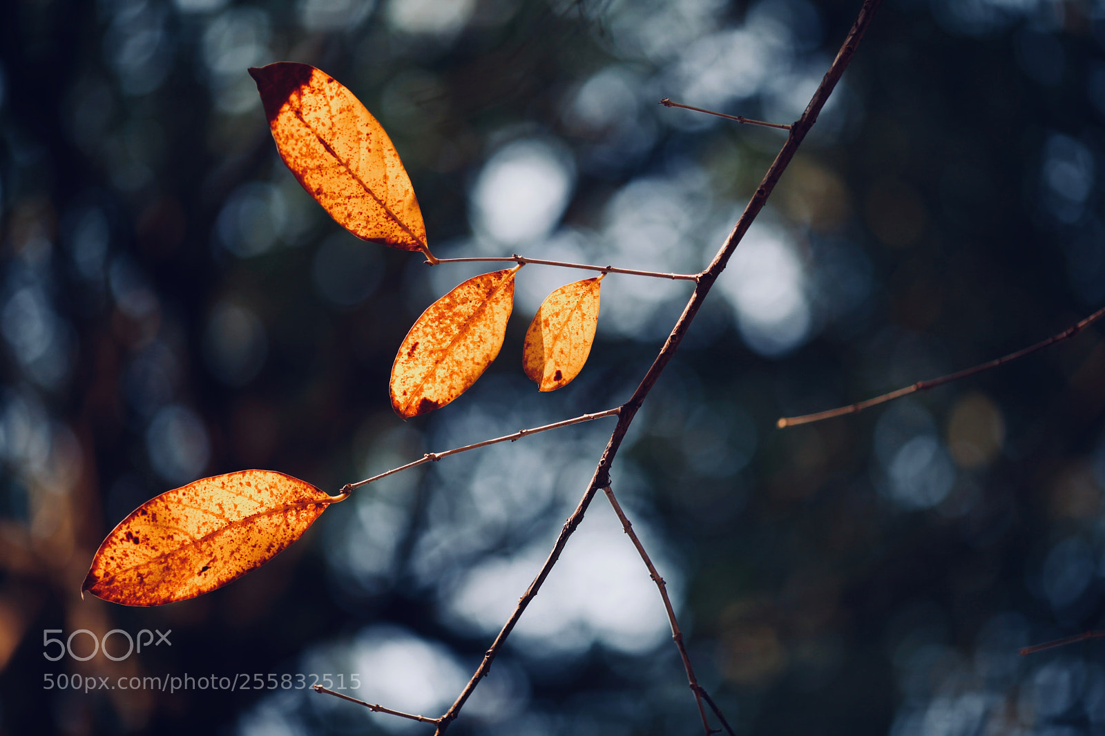 Canon EOS 5D Mark II sample photo. Falling leaves photography