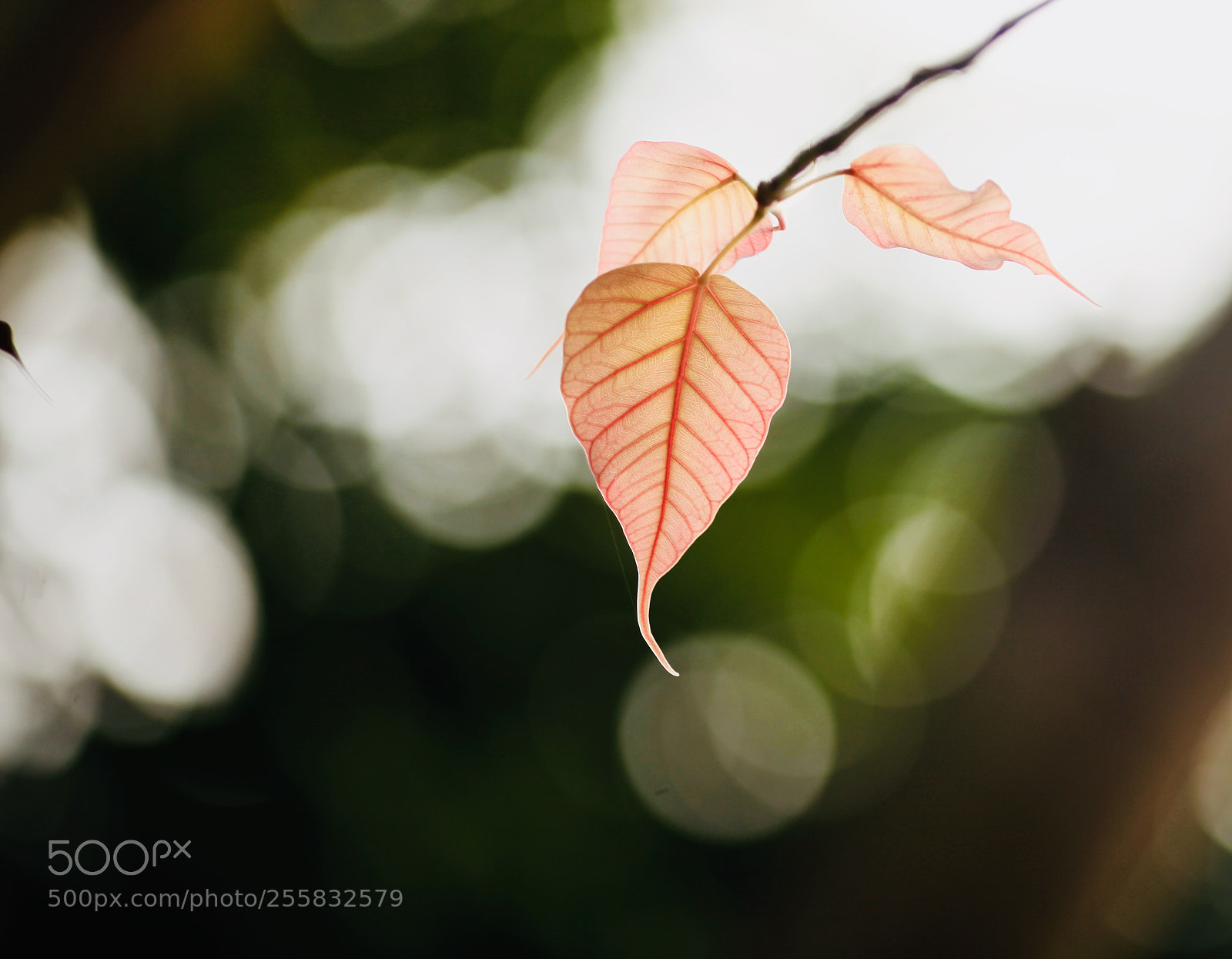 Canon EOS 5D Mark II sample photo. New generation photography