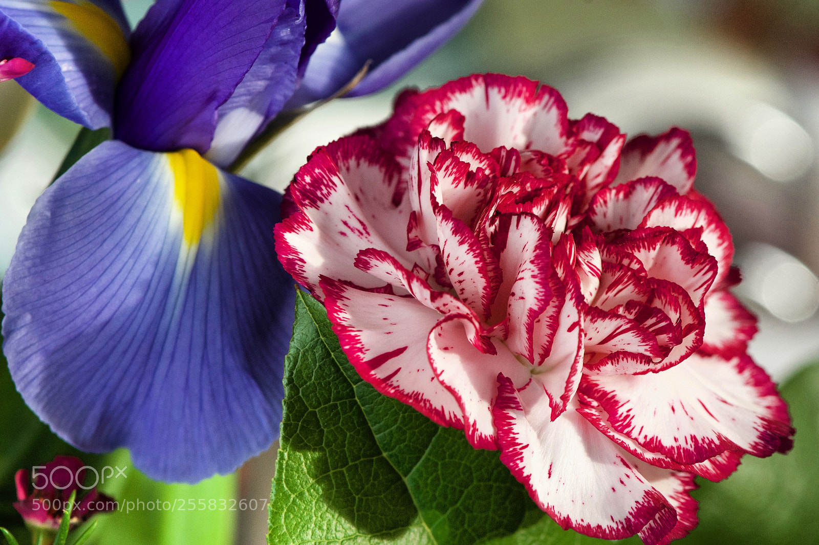 Nikon D500 sample photo. Colours  photography