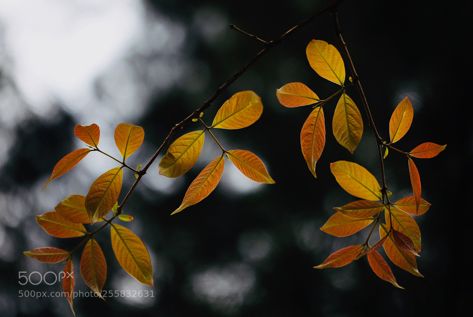 Canon EOS 5D Mark II sample photo. New generation photography