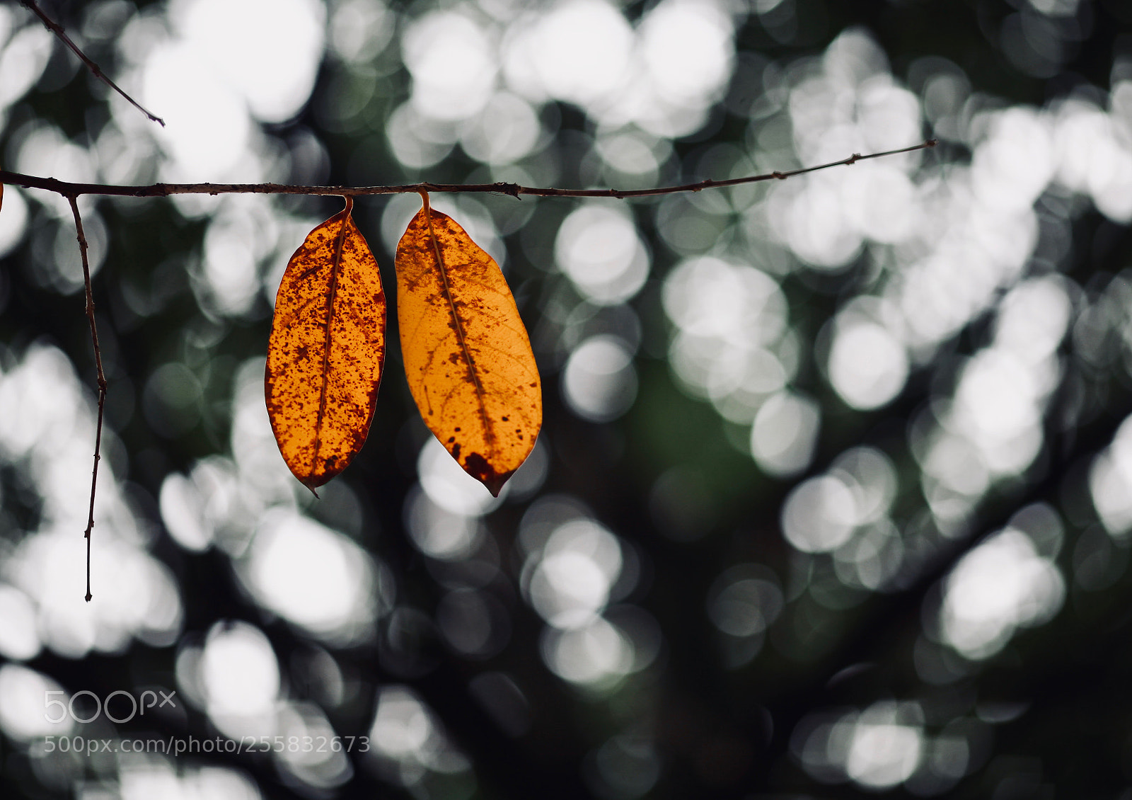 Canon EOS 5D Mark II sample photo. Falling leaves photography