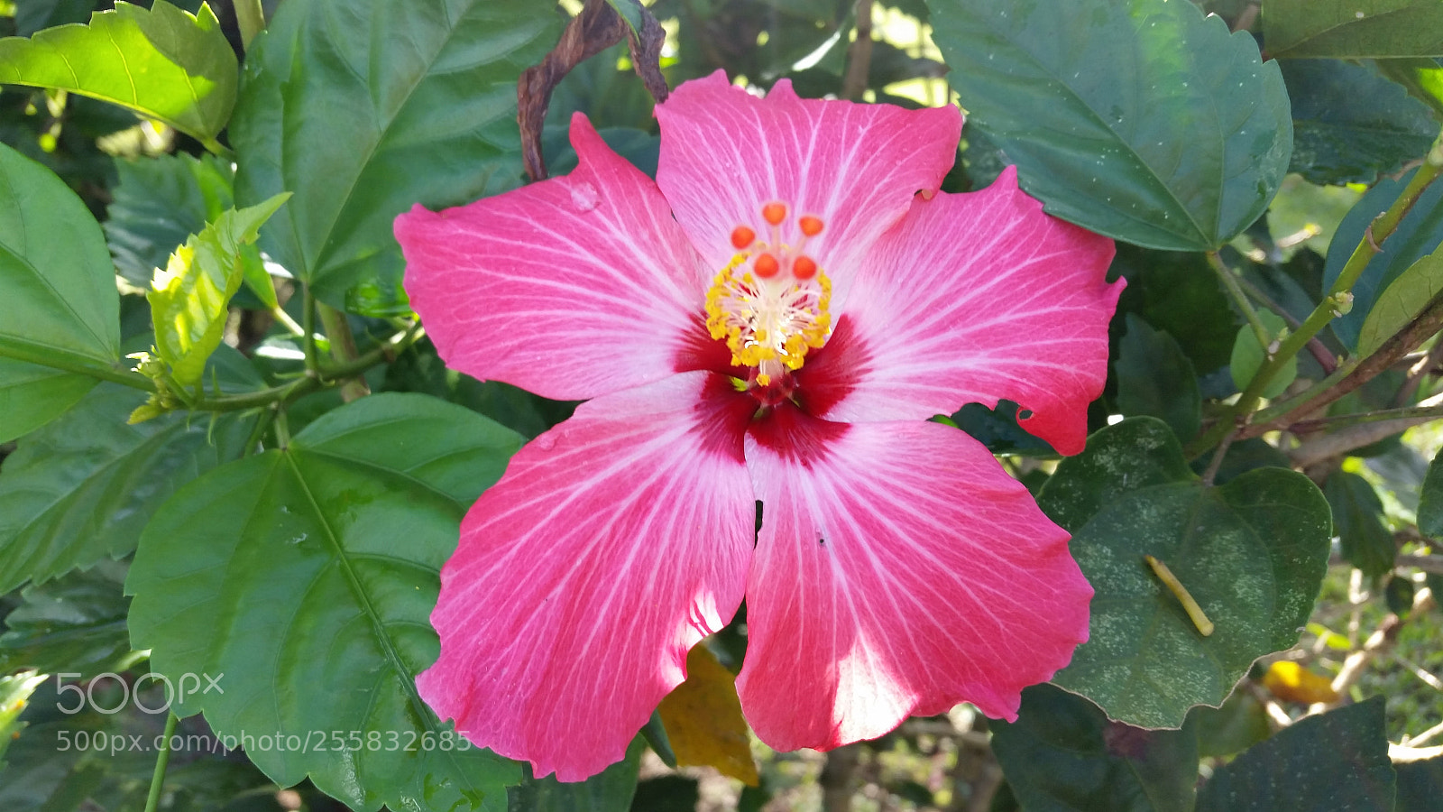 Samsung Galaxy S5 sample photo. Hibiscus photography