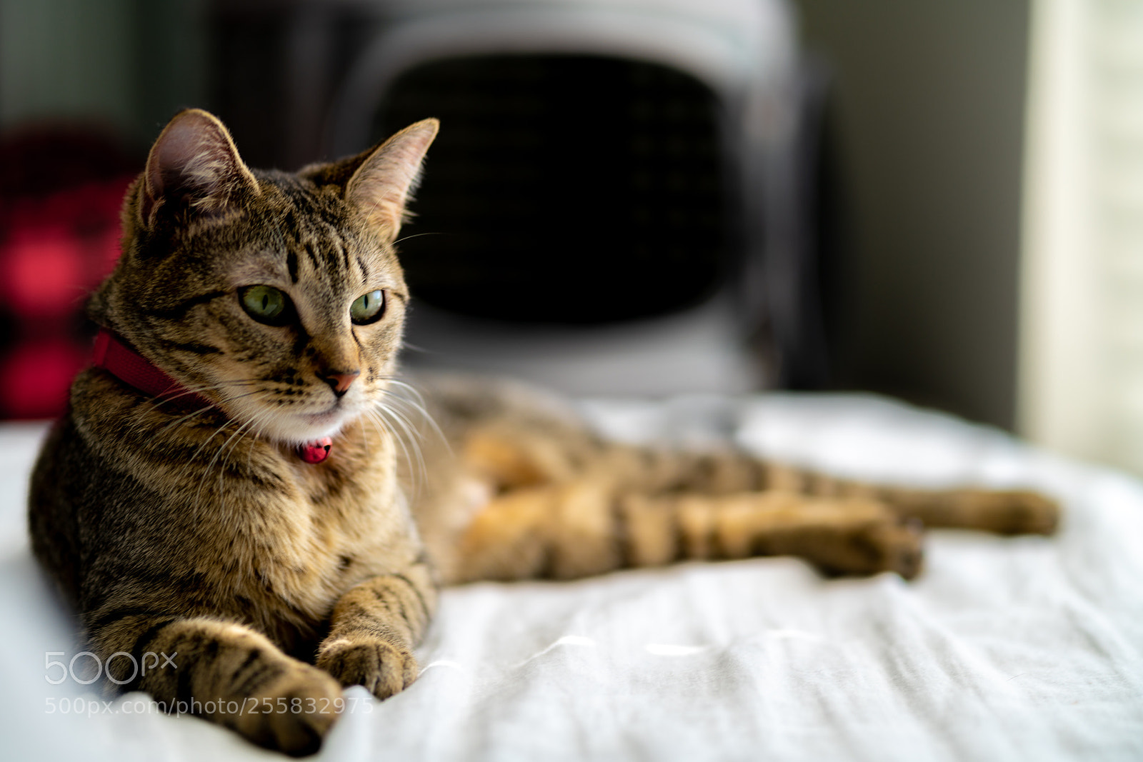 Sony a7R II sample photo. Tiger cat photography