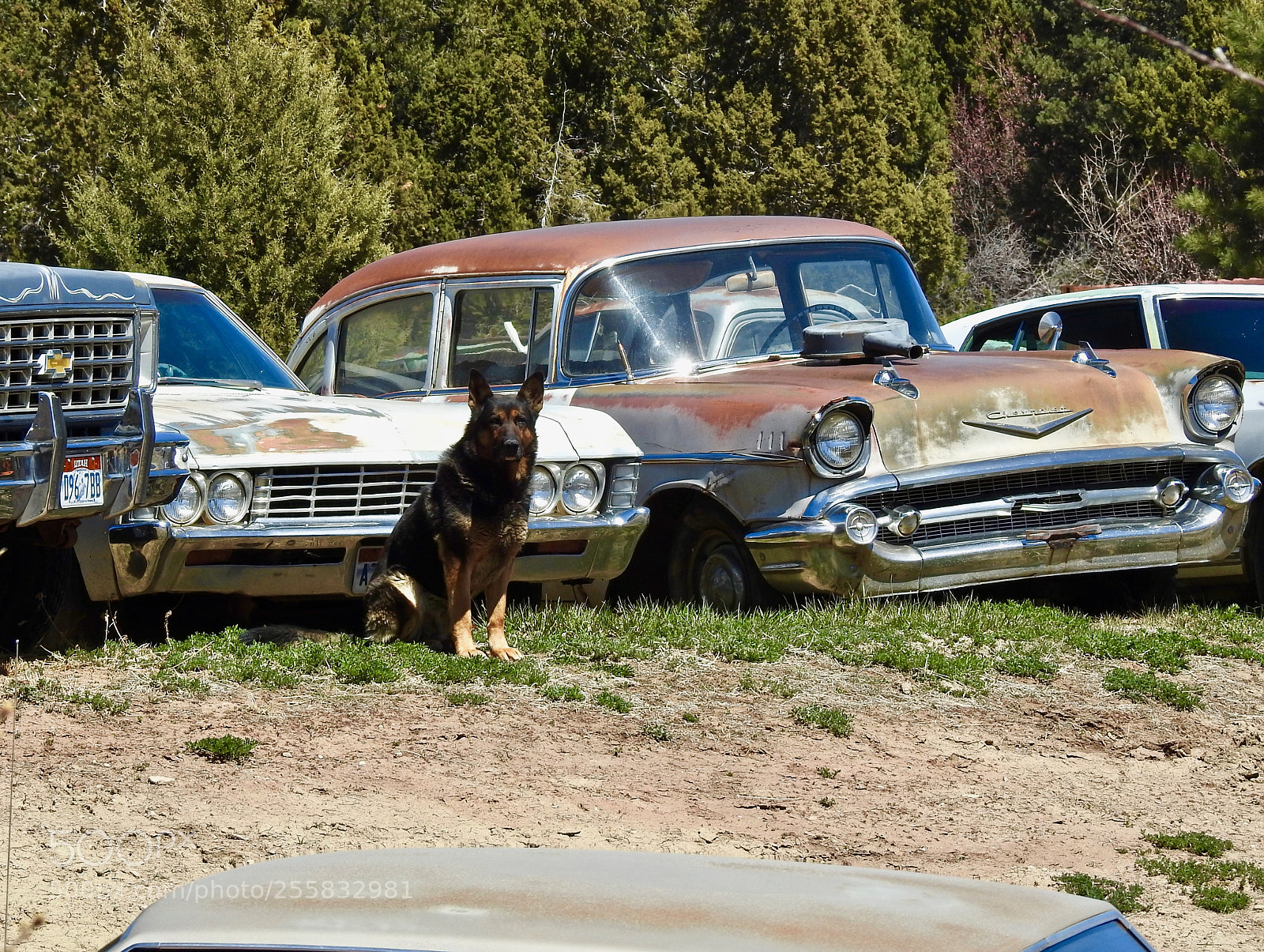 Nikon Coolpix P900 sample photo. Junkyard dog photography