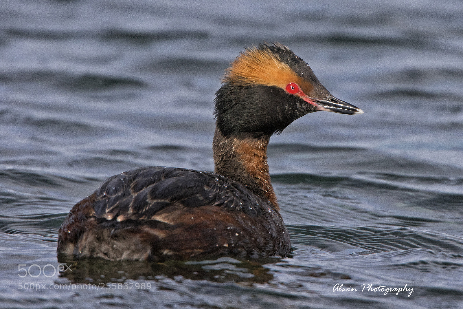 Canon EOS 7D Mark II sample photo. Horned grebe photography