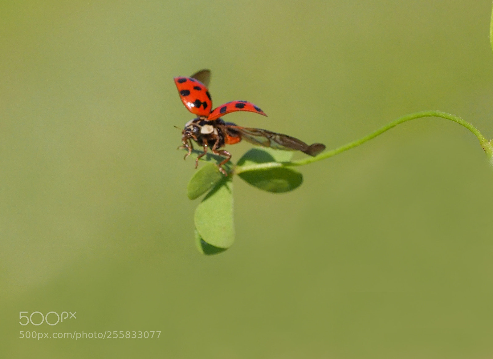 Olympus OM-D E-M1 Mark II sample photo. Ladybug photography