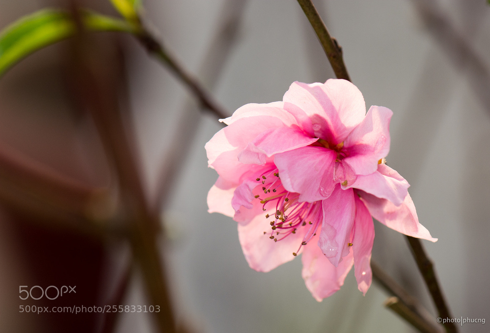 Nikon D5200 sample photo. 桃花 photography