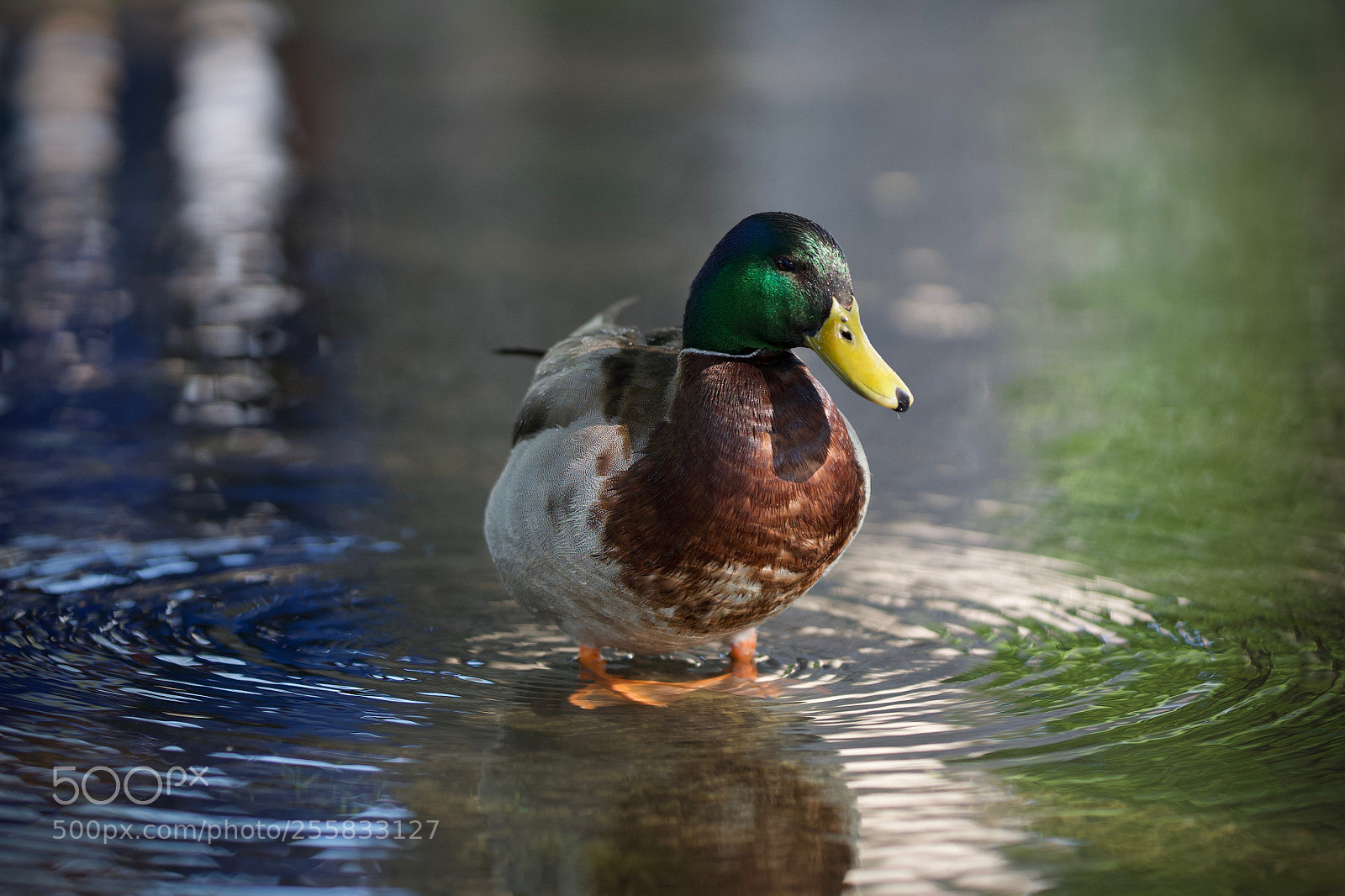 Sony a6000 sample photo. Duck time photography