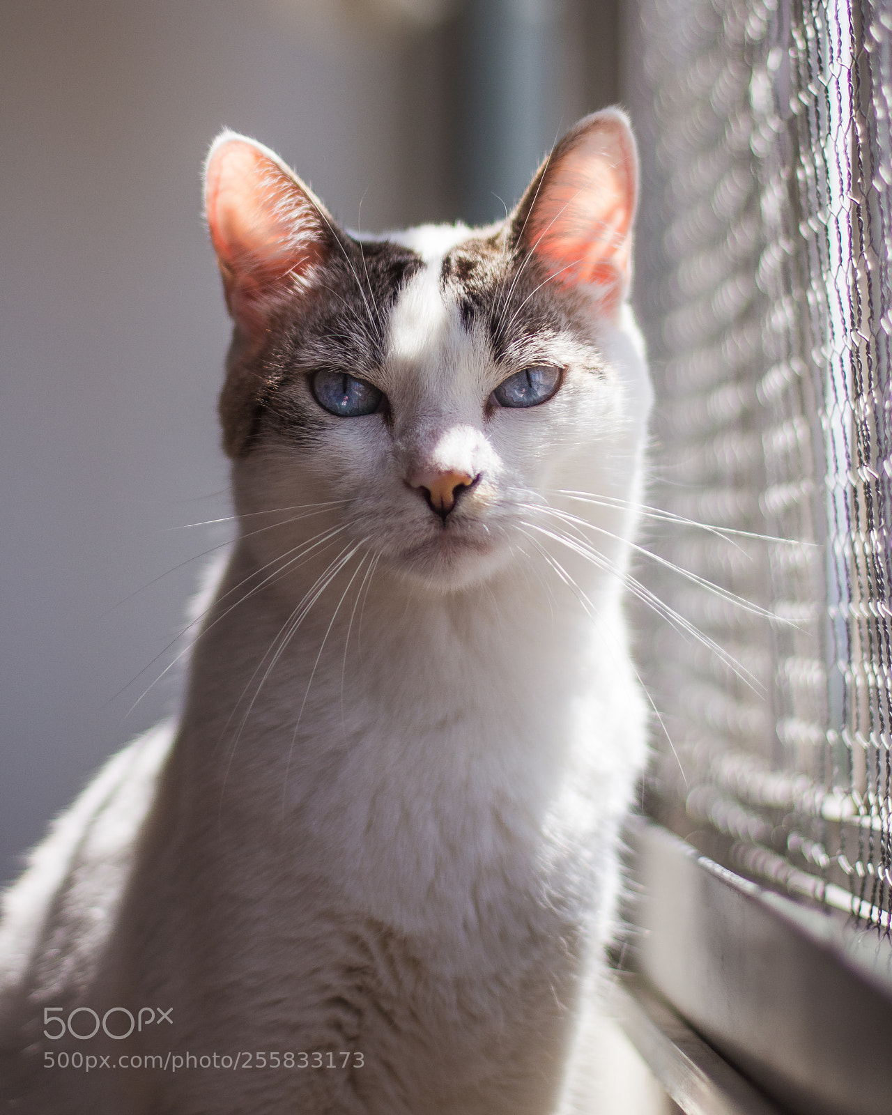 Canon EOS 700D (EOS Rebel T5i / EOS Kiss X7i) sample photo. Bela photography