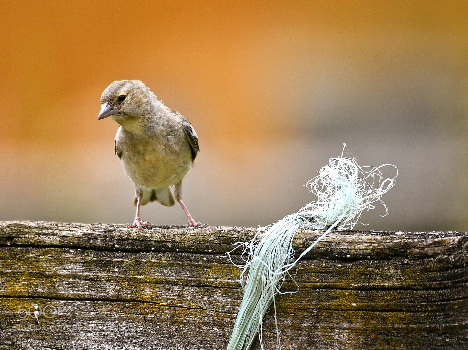 Nikon D500 sample photo. Untitled photography