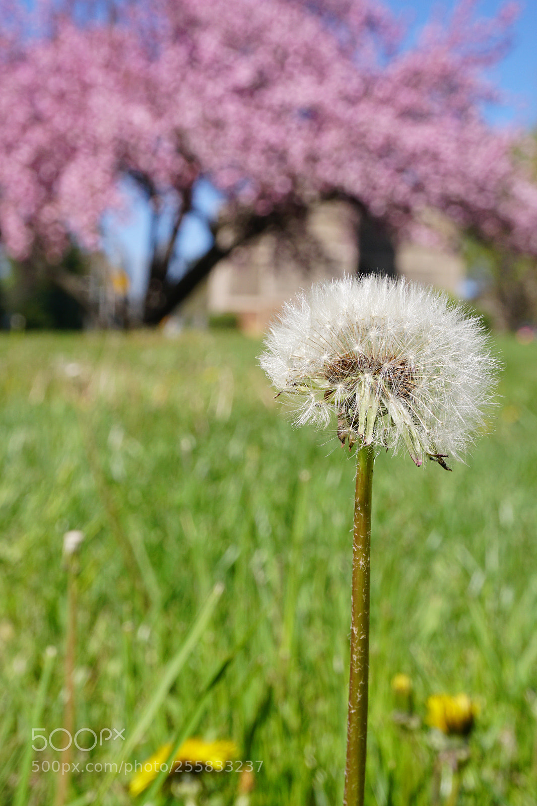 Sony a6300 sample photo. Dandelion photography