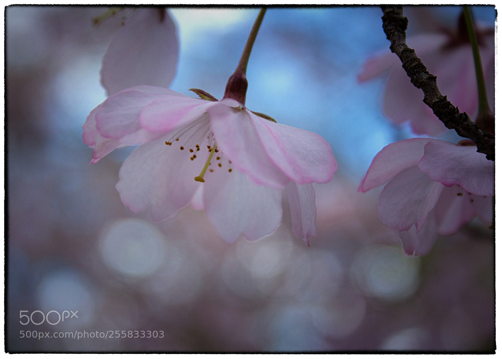 Canon EOS 600D (Rebel EOS T3i / EOS Kiss X5) sample photo. Blossoms & bokeh photography