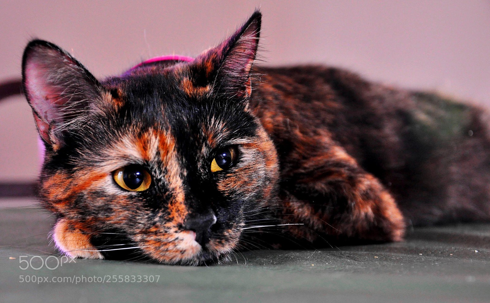 Nikon D90 sample photo. Eva photography