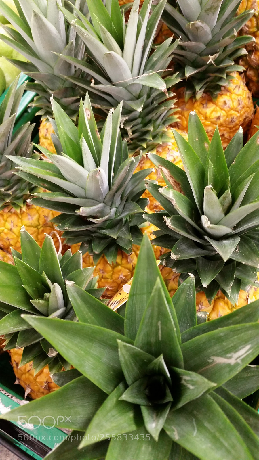 Samsung Galaxy S5 sample photo. Pineapple photography