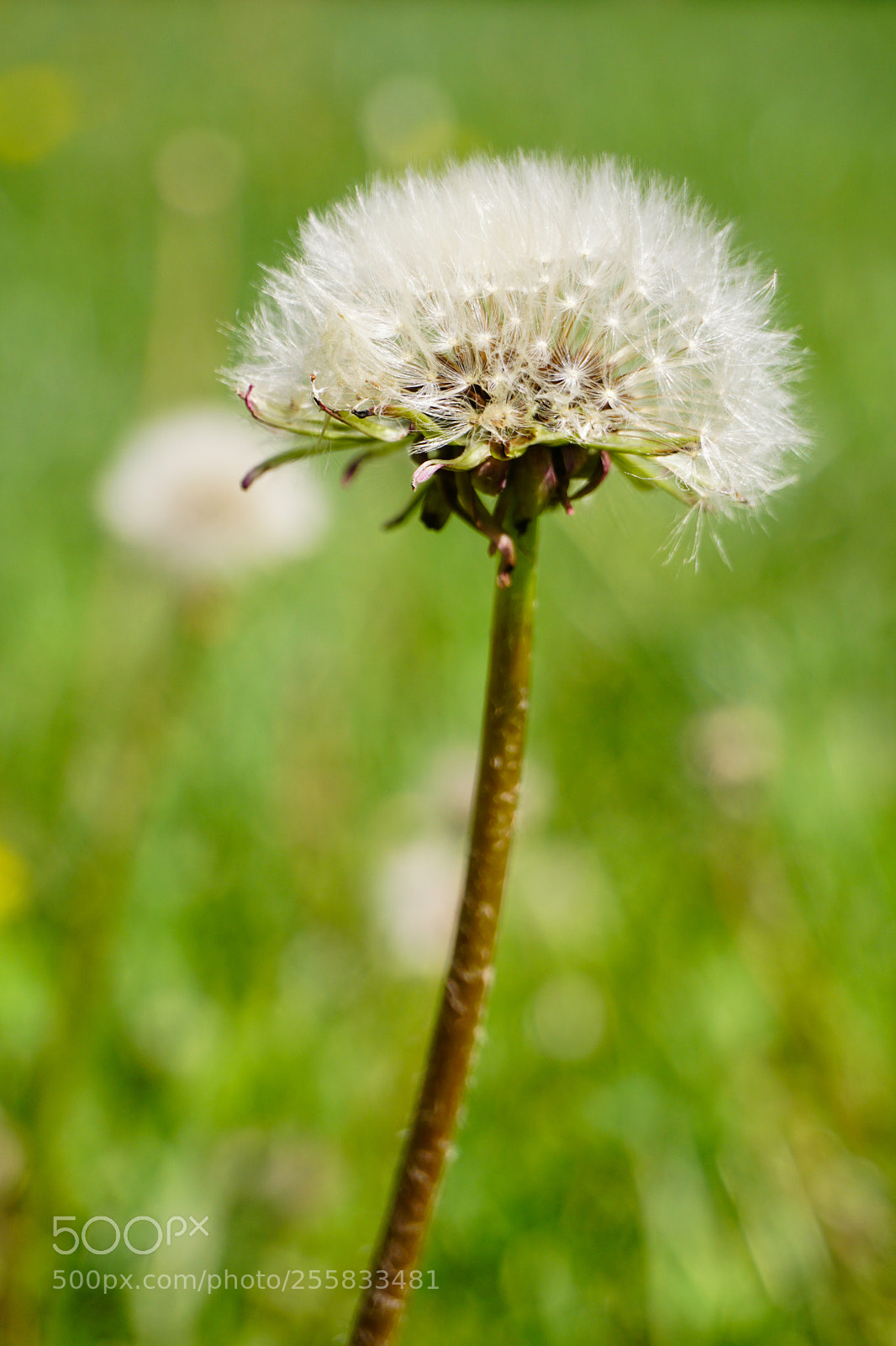 Sony a6300 sample photo. Dandelion photography