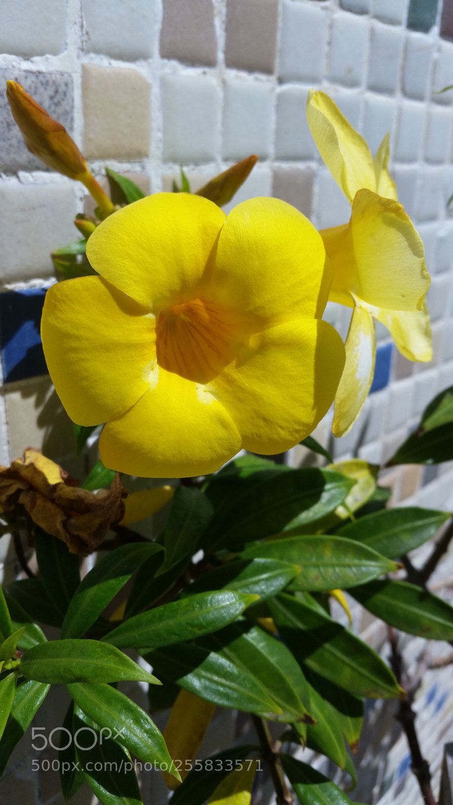 Samsung Galaxy S5 sample photo. Flor amarela photography