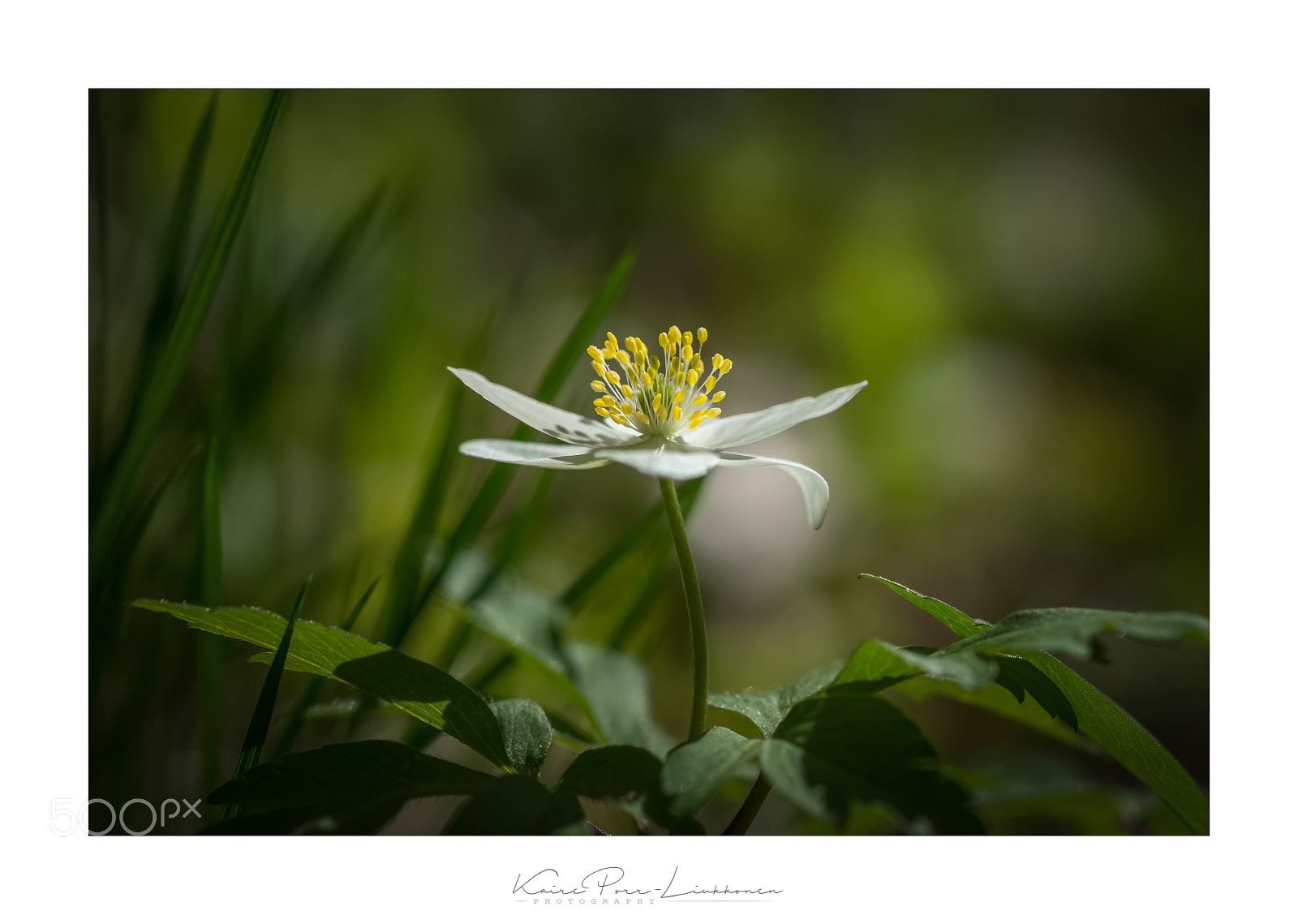Sony SLT-A77 sample photo. White wood-anemone photography