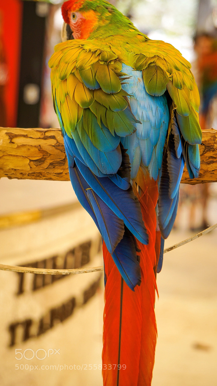 Sony Alpha NEX-5N sample photo. Scarlet macaw photography