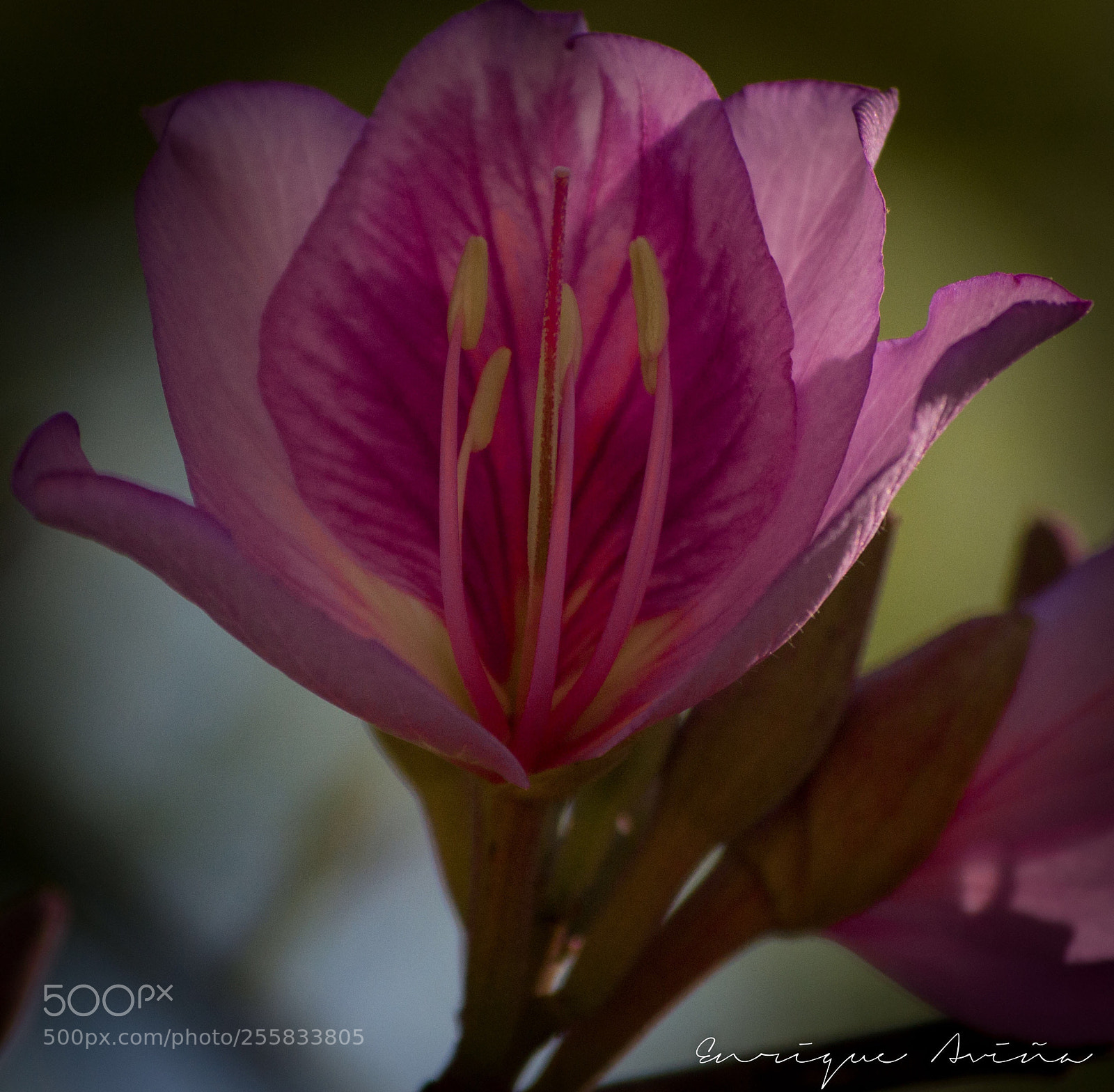 Nikon D3100 sample photo. Flower photography