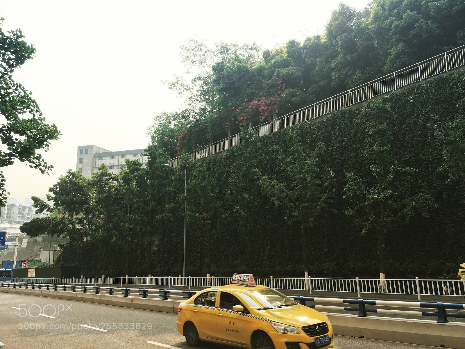 Apple iPhone SE sample photo. Flower car human photography