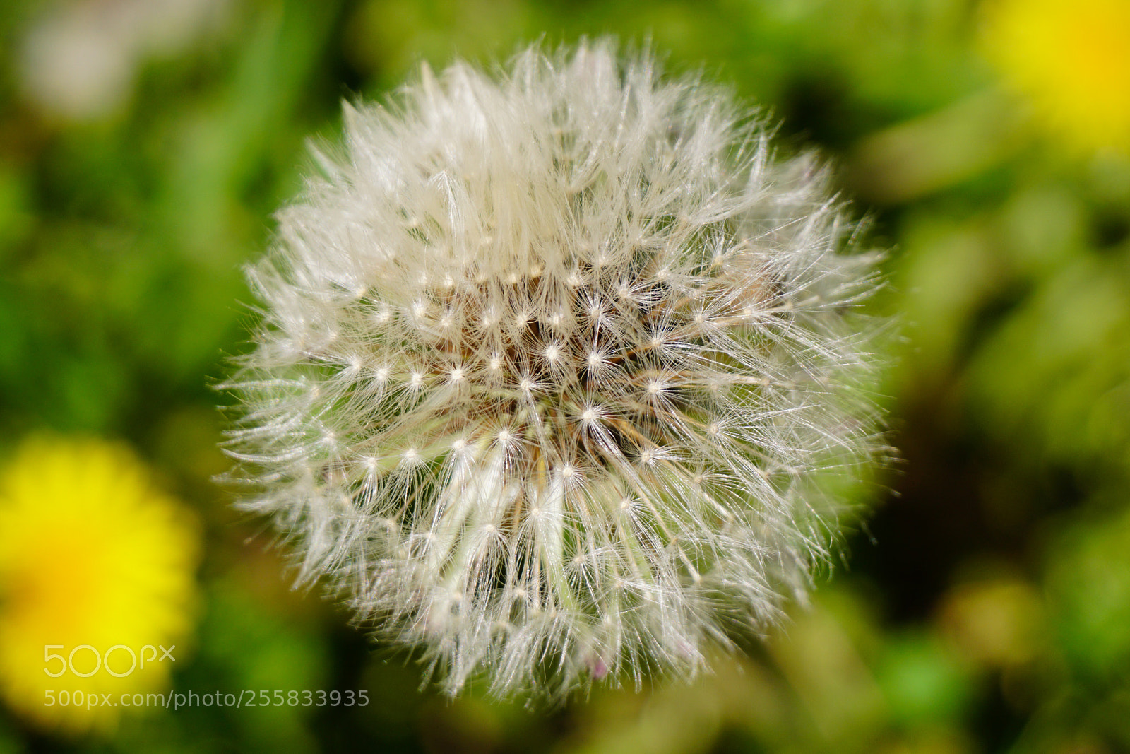 Sony a6300 sample photo. Dandelion photography