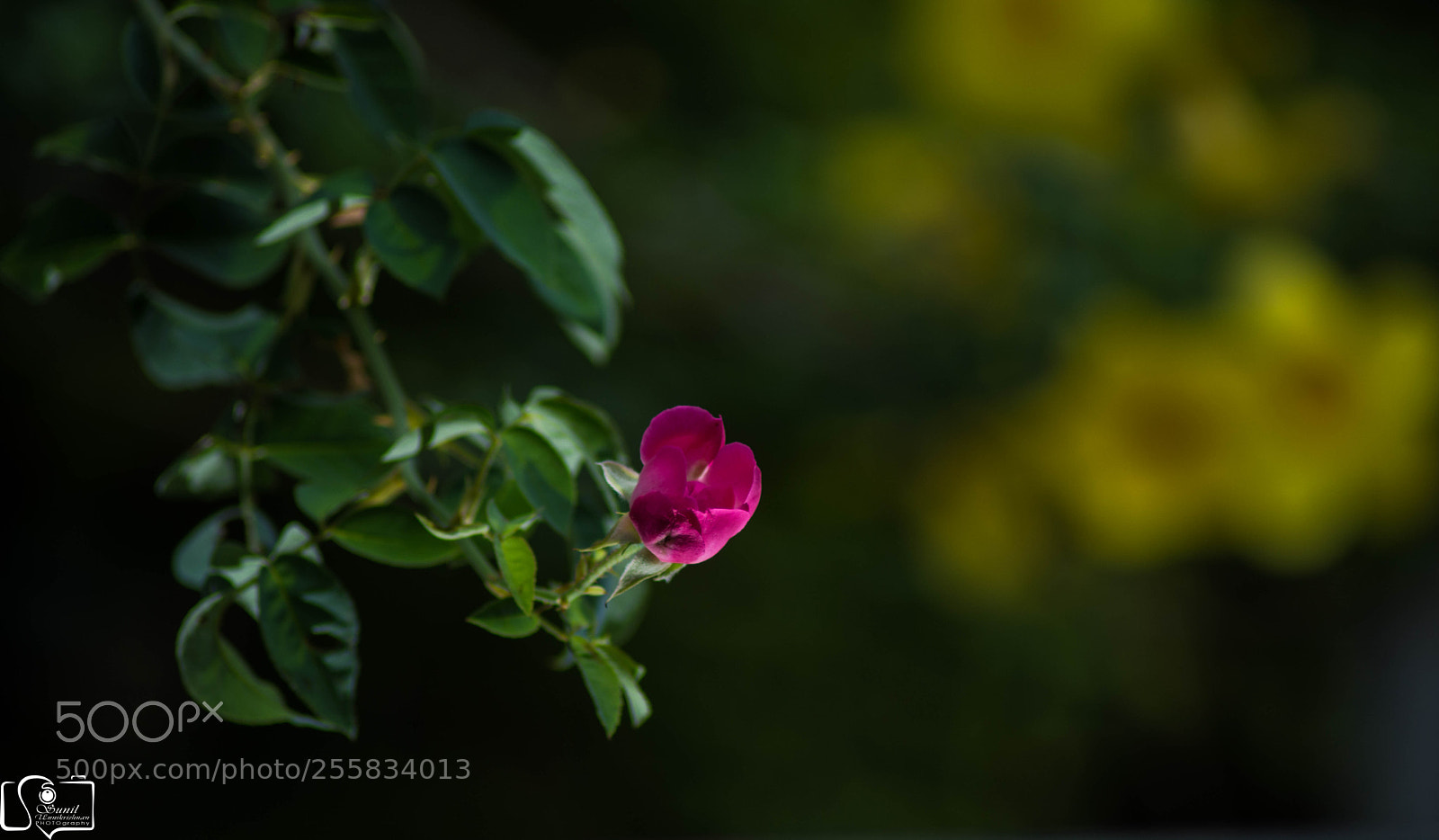 Nikon D7100 sample photo. Flowers photography