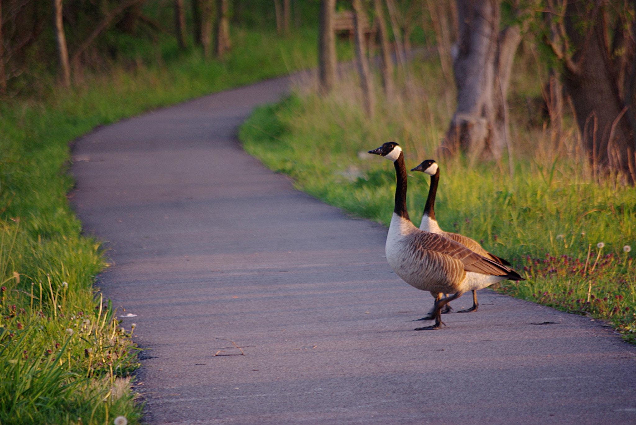 Pentax K200D + Pentax smc DA 50-200mm F4-5.6 ED sample photo. Geese like parks too photography