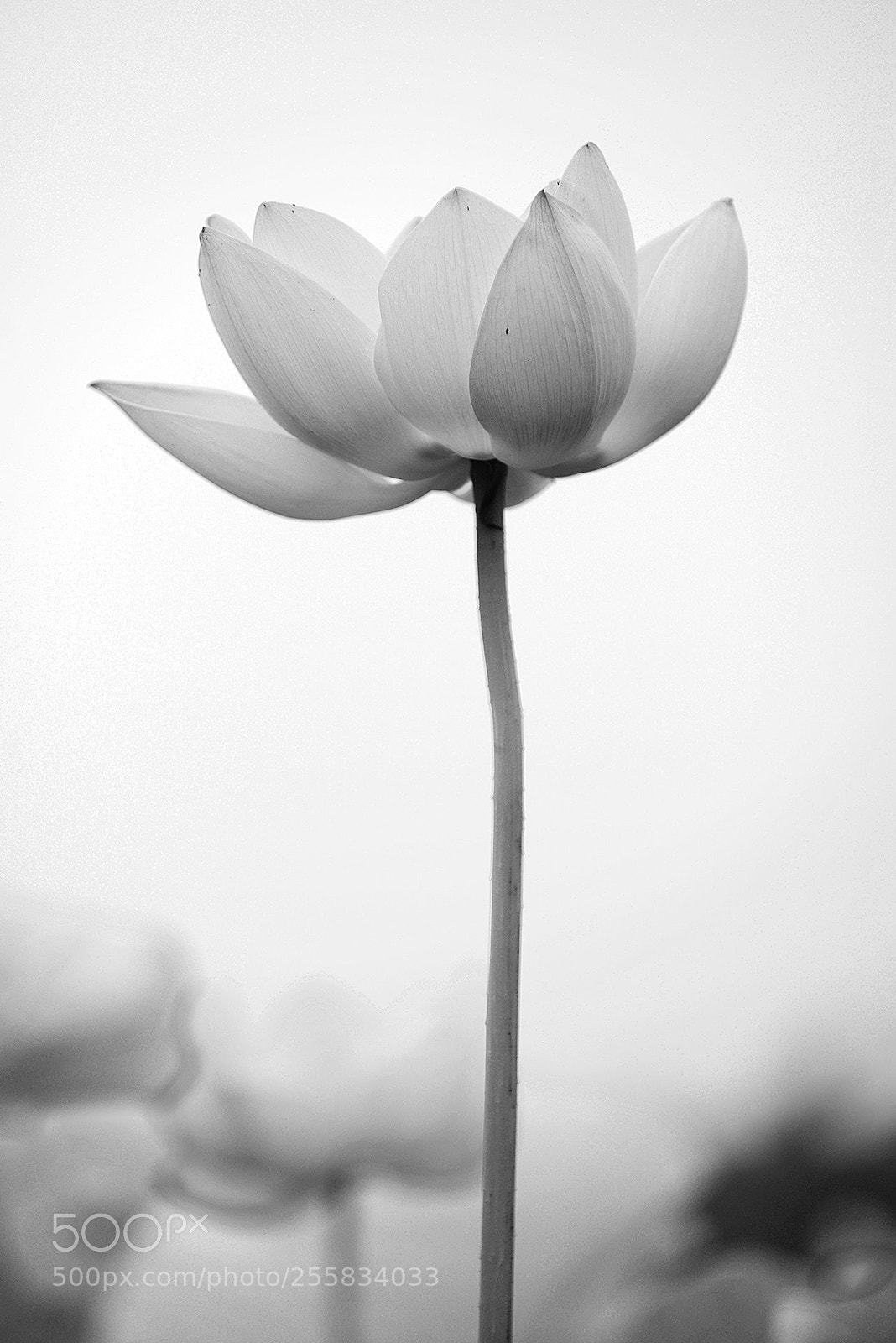 Nikon D800E sample photo. Untitled photography