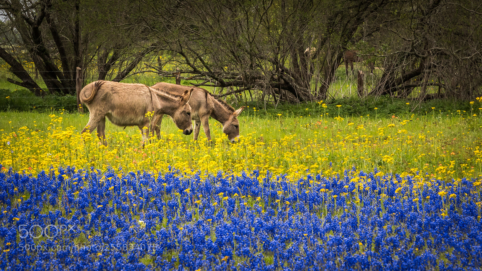 Canon EOS 6D Mark II sample photo. Donkeys and bluebonnets photography