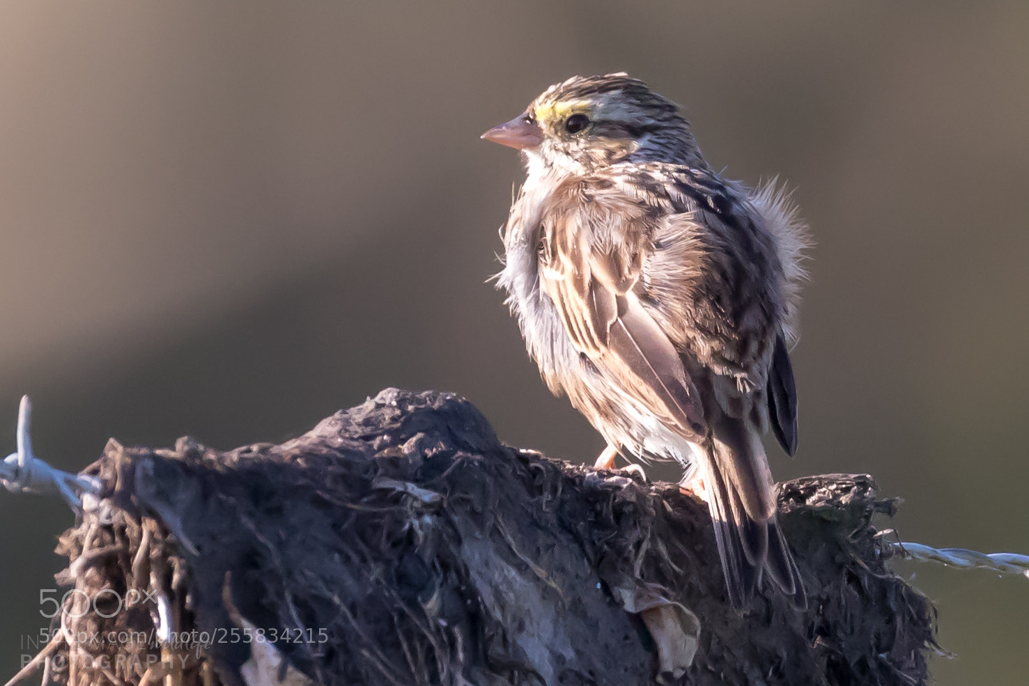Canon EOS 7D Mark II sample photo. Warbler on moss on photography