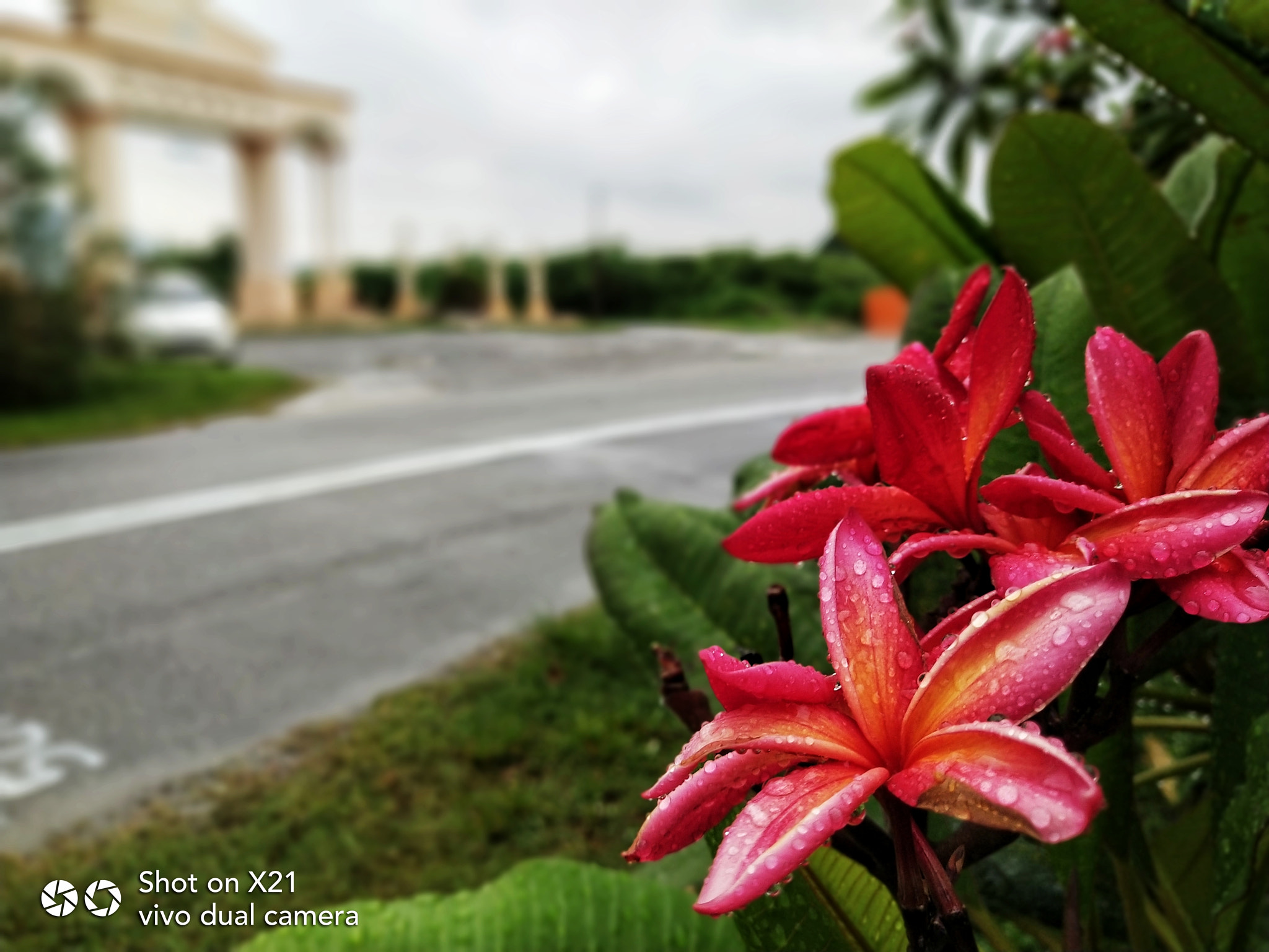 vivo 1725 sample photo. After rain photography